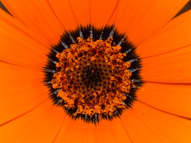 Eruzione macchia solare